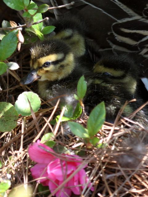 Mallards